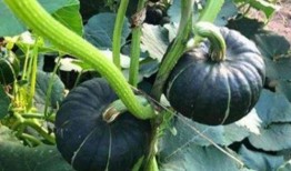 吃瓜吃火的网红叫什么名字,网红“吃瓜吃火”现象背后的故事与启示