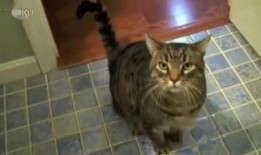 娱乐吃瓜君七七猫咪,娱乐吃瓜君的萌宠日常