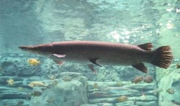 新闻爆料鳄雀鳝视频,惊现水中霸主！鳄雀鳝入侵引发关注