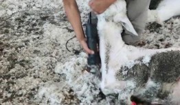 育肥羊爆料视频播放,揭秘育肥羊爆料视频背后的真相