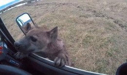 鬣狗之路手机在线观看