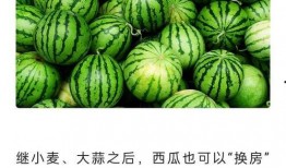 免费版吃瓜,揭秘娱乐圈幕后真相