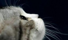 娱乐吃瓜猫捉鸟,一场趣味横生的捉鸟大戏