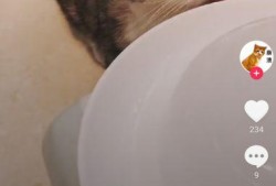 吃瓜猫抖音网红是谁,揭秘网红背后的故事与魅力”