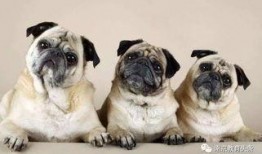 巴哥赤犬爆料了吗视频,背后惊人真相曝光