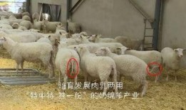 育肥羊爆料视频播放,揭秘育肥羊爆料视频背后的真相