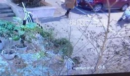 羊视频被爆料,揭秘网络红人背后惊人真相