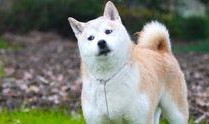 大狗最新爆料视频大全图片,视频大全图片揭秘幕后真相