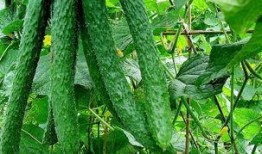 黄瓜农药爆料图片真实视频