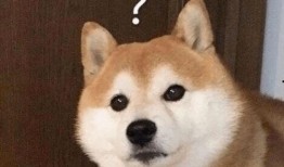 巴哥赤犬爆料了吗视频,背后惊人真相曝光