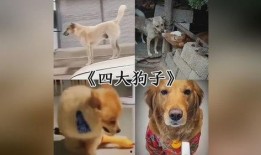 早期狗子爆料视频下载,独家下载与精彩内容回顾