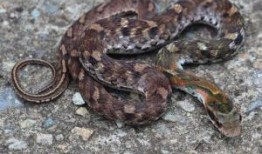 蛇与花2在线观看,在线揭秘神秘花蛇传说