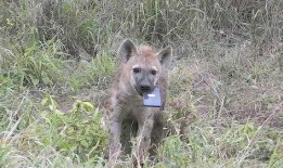 鬣狗之路手机在线观看