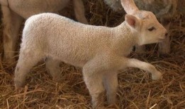 蛋仔爆料小羊辟谣视频大全,揭秘视频真相大盘点