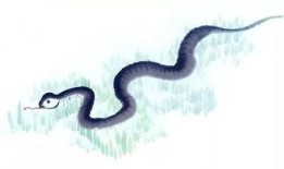 蛇与花2在线观看,在线揭秘神秘花蛇传说