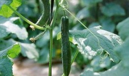 黄瓜农药爆料图片真实视频