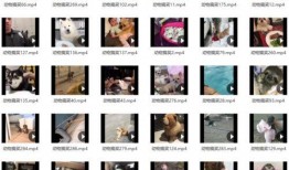 搞笑视频素材爆料,笑到肚子疼的瞬间