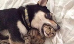 早期狗子爆料视频下载,独家下载与精彩内容回顾