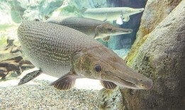 新闻爆料鳄雀鳝视频,惊现水中霸主！鳄雀鳝入侵引发关注