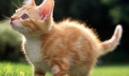 猫猫突围最新爆料,揭秘幕后真相，独家爆料引热议