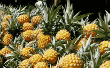 娱乐吃瓜小菠萝,揭秘娱乐圈那些不为人知的秘密